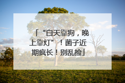 “白天靠狗，晚上靠灯”！菌子近期疯长！别乱捡