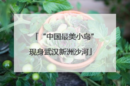 “中国最美小鸟”现身武汉新洲沙河