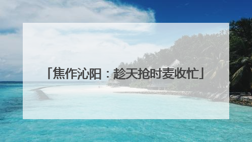 焦作沁阳：趁天抢时麦收忙