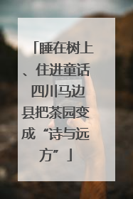 睡在树上、住进童话 四川马边县把茶园变成“诗与远方”