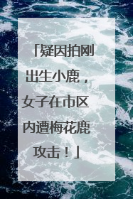 疑因拍刚出生小鹿，女子在市区内遭梅花鹿攻击！