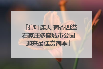 碧叶连天 荷香四溢 石家庄多座城市公园迎来最佳赏荷季