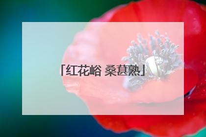 红花峪 桑葚熟