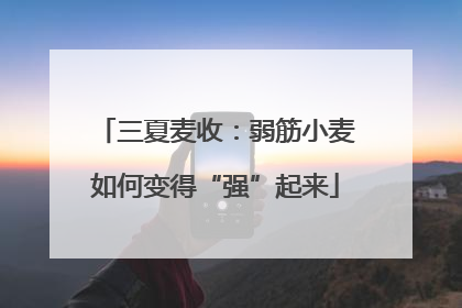 三夏麦收：弱筋小麦如何变得“强”起来