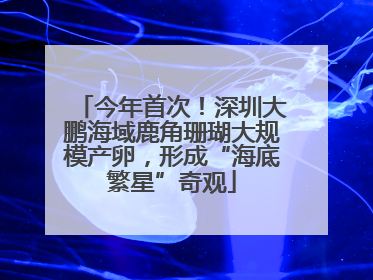 今年首次！深圳大鹏海域鹿角珊瑚大规模产卵，形成“海底繁星”奇观