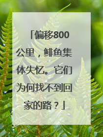 偏移800公里，鲱鱼集体失忆。它们为何找不到回家的路？