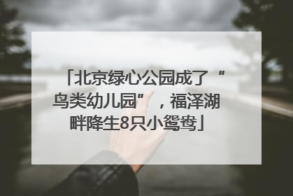 北京绿心公园成了“鸟类幼儿园”，福泽湖畔降生8只小鸳鸯