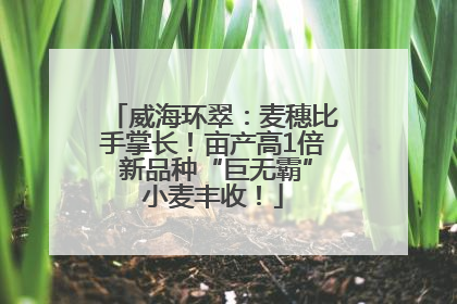 威海环翠：麦穗比手掌长！亩产高1倍 新品种“巨无霸”小麦丰收！