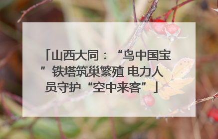 山西大同：“鸟中国宝”铁塔筑巢繁殖 电力人员守护“空中来客”