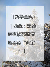 新华全媒+｜西藏：黑颈鹤家族高原湿地喜添“萌宝”
