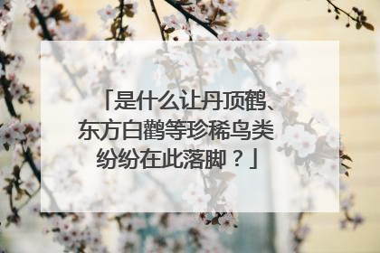 是什么让丹顶鹤、东方白鹳等珍稀鸟类纷纷在此落脚？