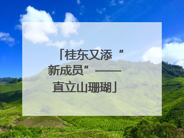 桂东又添“新成员”——直立山珊瑚
