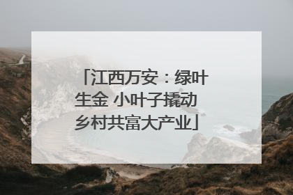 江西万安：绿叶生金 小叶子撬动乡村共富大产业
