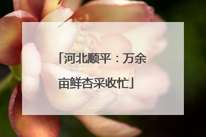 河北顺平：万余亩鲜杏采收忙