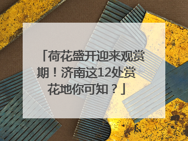 荷花盛开迎来观赏期！济南这12处赏花地你可知？