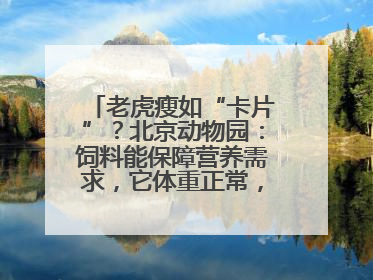 老虎瘦如“卡片”？北京动物园：饲料能保障营养需求，它体重正常，放心吧