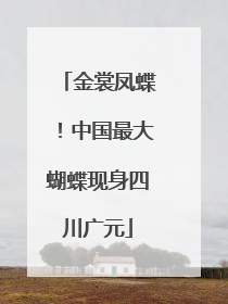 金裳凤蝶！中国最大蝴蝶现身四川广元